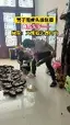 술 담을려고 호랑이벌 잡다가 놓침 - 관련 글 썸네일