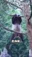 판다곰의 귀여운 나무타기 판다곰의 귀여운 나무타기 - 관련 글 썸네일