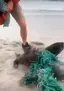 그물에 걸린 어린 물개 두마리 구조하기 Rescue two sea lions. 그물에 걸린 어린 물개 두마리 구조하기 Rescue two sea lions. - 관련 글 썸네일