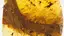 완벽하게 보존된 공룡 꼬리 2016 완벽하게 보존된 공룡 꼬리 2016 - 관련 글 썸네일