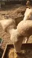 이건 대체 무슨 동물인가요? 이건 대체 무슨 동물인가요? - 관련 글 썸네일