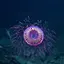 캘리포니아 바자에서 포착된 폭죽 해파리 A firework jellyfish. 캘리포니아 바자에서 포착된 폭죽 해파리 A firework jellyfish. - 관련 글 썸네일