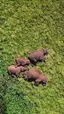 드론만이 촬영가능했던 희귀 영상. Elephant Family at Rest 드론만이 촬영가능했던 희귀 영상. Elephant Family at Rest - 관련 글 썸네일
