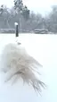 날아가는 화이트 공작새. White Peacock 날아가는 화이트 공작새. White Peacock - 관련 글 썸네일