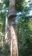 나무를 오르는 뱀 동작 Snake Climbing a Tree. 나무를 오르는 뱀 동작 Snake Climbing a Tree. - 관련 글 썸네일