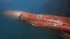 대왕오징어 근접 촬영 Giant Squid. 대왕오징어 근접 촬영 Giant Squid. - 관련 글 썸네일