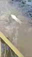 배영하는 개구리. Frog Swimming on Its Back. 배영하는 개구리. Frog Swimming on Its Back. - 관련 글 썸네일