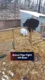 곰이 돼지우리에 침입하자 벌어진 일 ㄷㄷ 곰이 돼지우리에 침입하자 벌어진 일 ㄷㄷ - 관련 글 썸네일