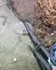 짝을 지키려는 게의 모습, 보는 사람 마음 뭉클하게 만드네 짝을 지키려는 게의 모습, 보는 사람 마음 뭉클하게 만드네 - 관련 글 썸네일