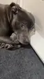 첫 새끼 낳고 폭풍 애정 쏟는 어미 강아지 ㅠㅠ 첫 새끼 낳고 폭풍 애정 쏟는 어미 강아지 ㅠㅠ - 관련 글 썸네일