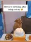길에서 살던 강아지, 생일 케이크에 감동 ㅠㅠ 길에서 살던 강아지, 생일 케이크에 감동 ㅠㅠ - 관련 글 썸네일