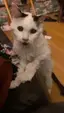 29살 고양이, 무지개 다리 건넜다 ㅠㅠ 29살 고양이, 무지개 다리 건넜다 ㅠㅠ - 관련 글 썸네일