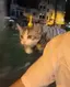 밤 비행기 탄 고양이, 도시 위를 날다! 밤 비행기 탄 고양이, 도시 위를 날다! - 관련 글 썸네일