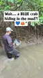 맹그로브 진흙 속에서 발견된 희귀 파란 게 - 해외 인기글 썸네일