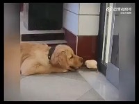 순간포착 강아지와의 일상 영상. - 관련 글 썸네일