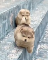 엄청 귀여운 강아지 영상 - 관련 글 썸네일