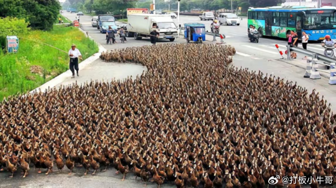 엄청난 개체수의 메뚜기를 퇴치하려고 - 본문 이미지