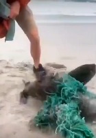 그물에 걸린 어린 물개 두마리 구조하기 Rescue two sea lions. - 관련 글 썸네일