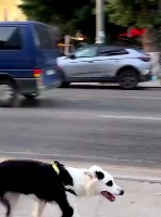 광고속의 강아지랑 똑같은 강아지 - 관련 글 썸네일