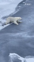 북금곰이 얼음위에서 바짝 엎드린 이유 - 관련 글 썸네일