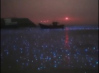 발광하는 바다 생물들이 만들어 내는 멋진 밤바다. - 관련 글 썸네일