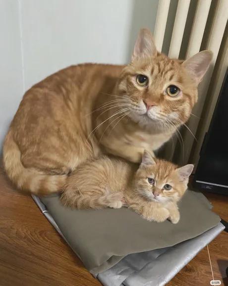 고양이와 꼬양이 - 본문 이미지