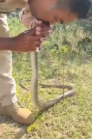 죽어가는 뱀을 인공호흡으로 살리는 남성 ㄷㄷ 죽어가는 뱀을 인공호흡으로 살리는 남성 ㄷㄷ - 관련 글 썸네일