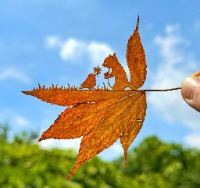 나뭇잎 아트 나뭇잎 아트 - 관련 글 썸네일