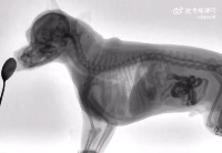 강아지가 먹는걸 엑스레이로 보기 강아지가 먹는걸 엑스레이로 보기 - 관련 글 썸네일