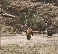 문워크하는 곰 포착 ㄷㄷ 문워크하는 곰 포착 ㄷㄷ - 관련 글 썸네일