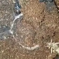 이 거미의 사냥 방법 이 거미의 사냥 방법 - 관련 글 썸네일