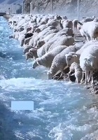 7만마리의 양떼들 - 관련 글 썸네일