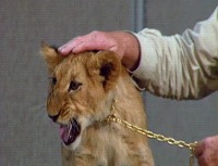 92년도. 디즈니 라이온킹 애니메이터들이 사자를 그리려고 - 관련 글 썸네일