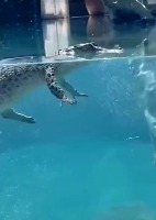 물속에 악어가 얼굴만 살짝 내민 모습은 익숙히 봐왔었는데 - 관련 글 썸네일