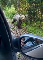 귀여운 곰의 반전 ㄷㄷㄷ - 관련 글 썸네일