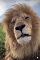 위엄있어 보이는 사자 위엄있어 보이는 사자 - 관련 글 썸네일