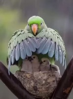 어미새는 비올 때 정말 이러나요? - 관련 글 썸네일