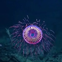 캘리포니아 바자에서 포착된 폭죽 해파리 A firework jellyfish. 캘리포니아 바자에서 포착된 폭죽 해파리 A firework jellyfish. - 관련 글 썸네일