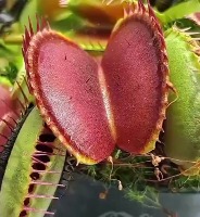 벌레먹는 식물, 파리지옥이 벌레를 바로 안잡아먹네요? 벌레먹는 식물, 파리지옥이 벌레를 바로 안잡아먹네요? - 관련 글 썸네일