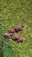 드론만이 촬영가능했던 희귀 영상. Elephant Family at Rest 드론만이 촬영가능했던 희귀 영상. Elephant Family at Rest - 관련 글 썸네일