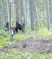 거울을 처음 본 야생 곰 ㅋㅋㅋ 거울을 처음 본 야생 곰 ㅋㅋㅋ - 관련 글 썸네일