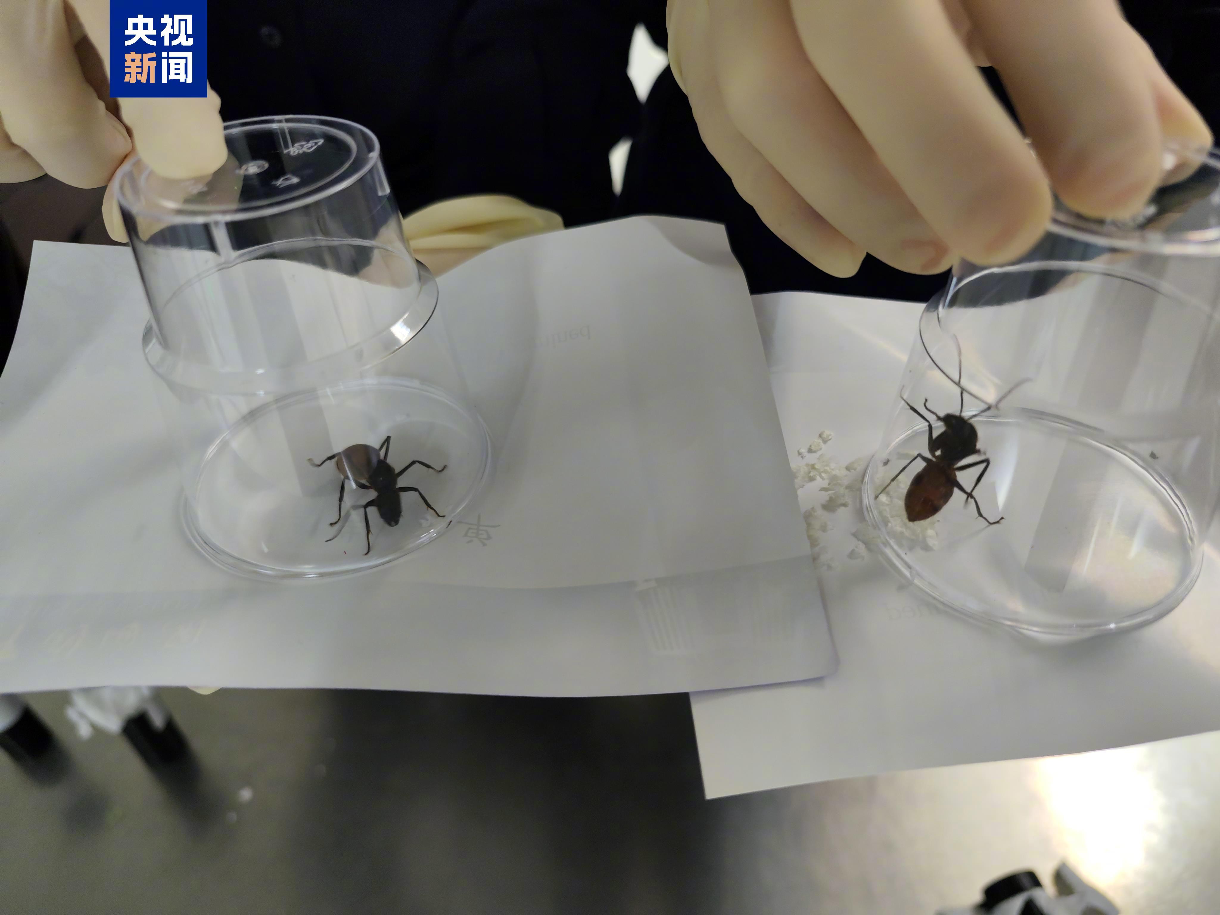 공룡개미를 아시나요?  N.macrops  - 본문 이미지