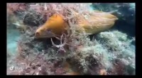 뱀장어가 문어를 잡아먹는 영상 An eel attacks an octopus. - 관련 글 썸네일