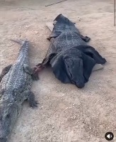 악어탈을 쓰고 악어 괴롭히기 악어탈을 쓰고 악어 괴롭히기 - 관련 글 썸네일