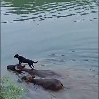 버팔로 타고 다니는 강아지. Dog riding on a Buffalo. 버팔로 타고 다니는 강아지. Dog riding on a Buffalo. - 관련 글 썸네일