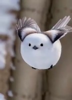 세상에서 가장 귀여운 뱁새 Shima Enaga. 세상에서 가장 귀여운 뱁새 Shima Enaga. - 관련 글 썸네일