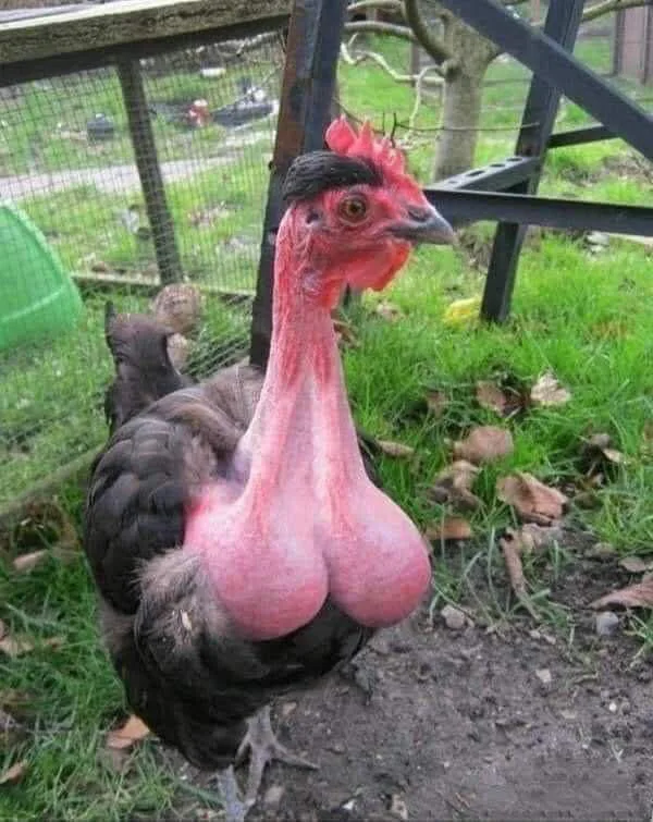 수탉이 확실한 닭 수탉이 확실한 닭 - 본문 이미지