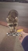 라쿤에게 도리토스 과자를 줬더니 feed a doritos snack to raccoon. 라쿤에게 도리토스 과자를 줬더니 feed a doritos snack to raccoon. - 관련 글 썸네일