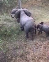 사자 무리에게 공격받던 코끼리 가족의 방어체계. 사자 무리에게 공격받던 코끼리 가족의 방어체계. - 관련 글 썸네일