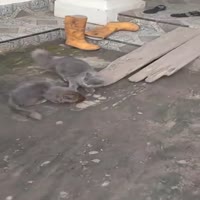 매드맥스 다람쥐 - 관련 글 썸네일